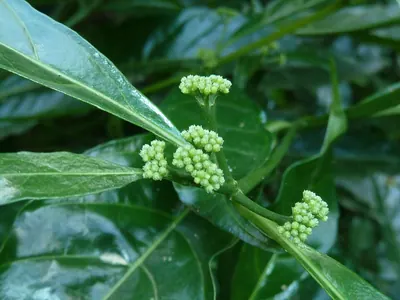 Tarenna pavettoides