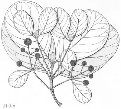 Mitragyna stipulosa