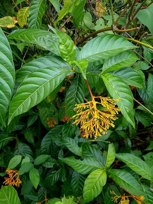 Yellow-cedar