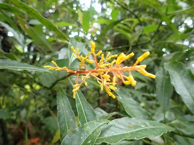 Palicourea padifolia