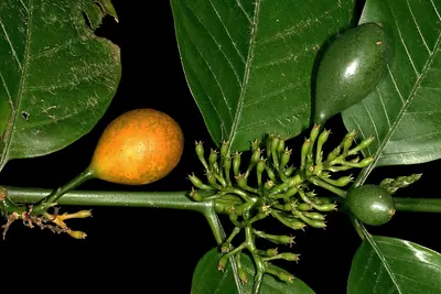 Wild loquat