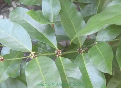 Polysphaeria multiflora