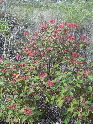 Scarletbush