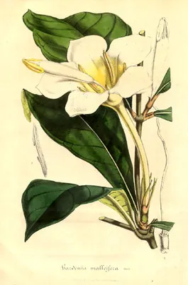 Rothmannia whitfieldii