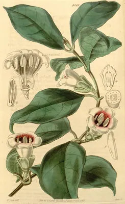 Sherbournia calycina