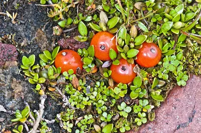 Coprosma perpusilla