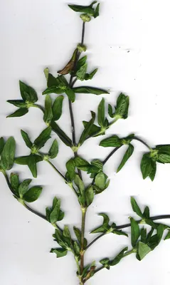 Tropical Girdlepod