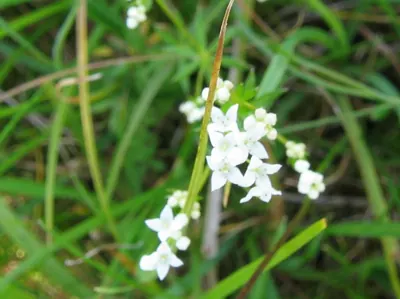 Fen bedstraw