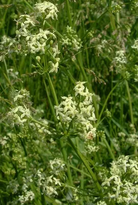 White bedstraw