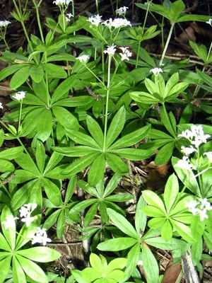 Woodruff