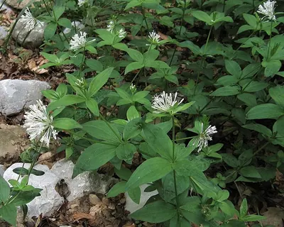 Pink Woodruff