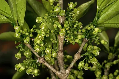Canthium inerme