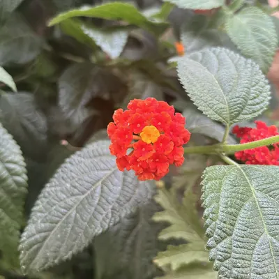 Lantana