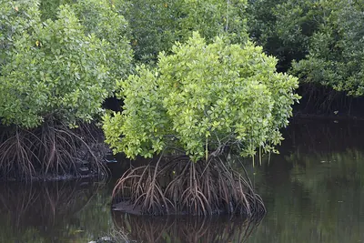 Gray Mangrove