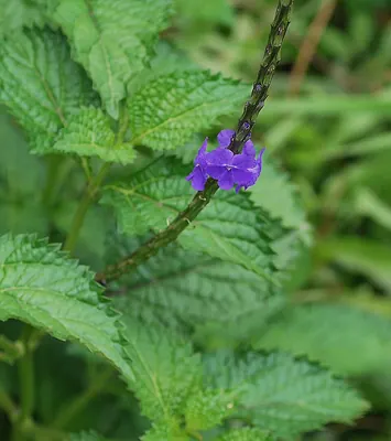 Light-blue snakeweed