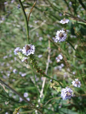 Seashore vervain