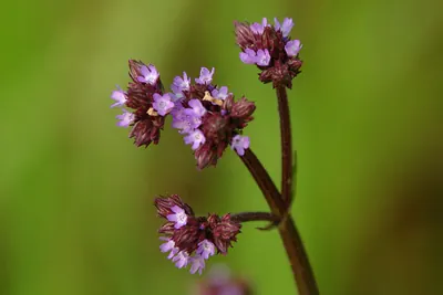 Brazilian vervain