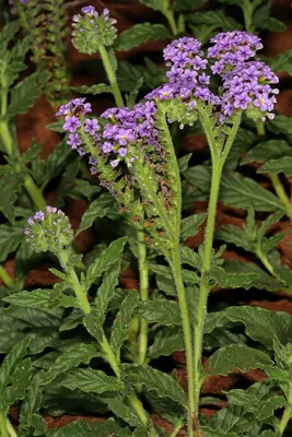 Clasping heliotrope