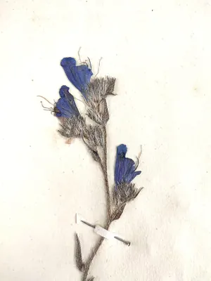 Vipers bugloss