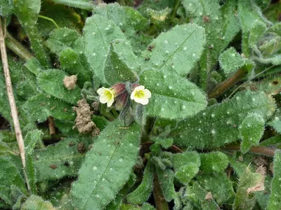 Yellow monkswort
