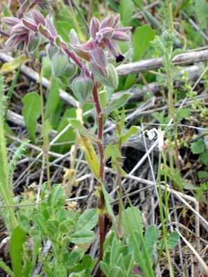 Red monkswort