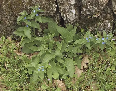 Green alkanet