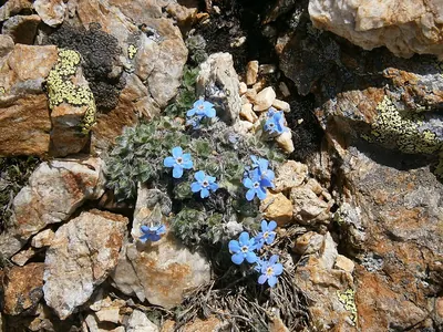 Arctic alpine forget-me-not