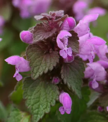 Red Dead-nettle