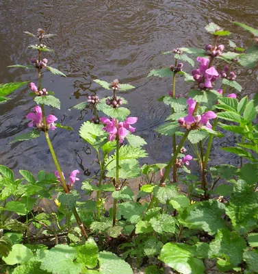 Spotted henbit