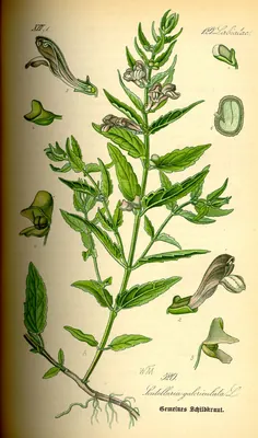 Skullcap