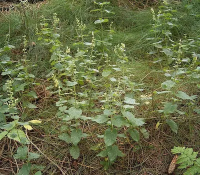 Woodland germander