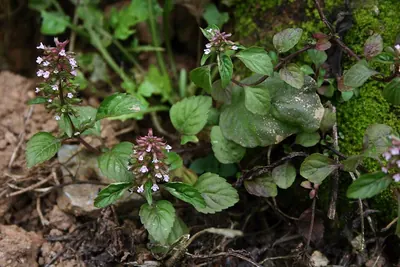 Slender wild basil