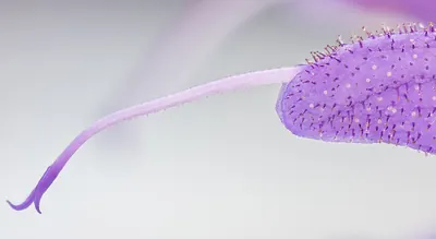 Meadow clary