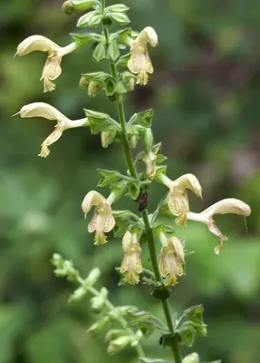 Glutinous sage