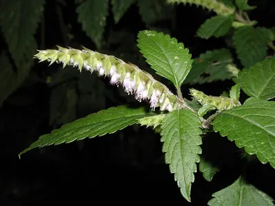 Crested latesummer mint