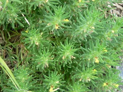 Ground-pine