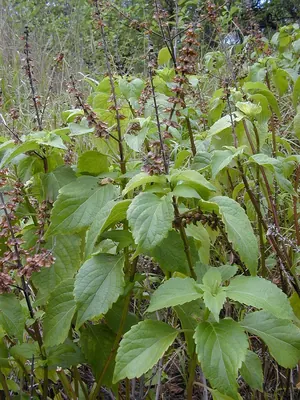 African basil