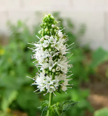 Apple mint