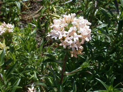 Grand collomia