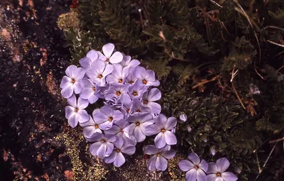 Cushion phlox