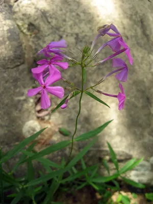 Smooth phlox