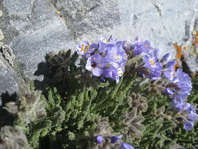 Sticky polemonium