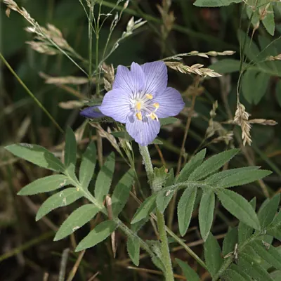 Towering Jacob's-ladder