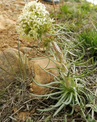 Spiked ipomopsis