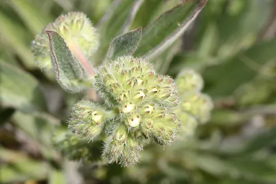 Silverleaf phacelia