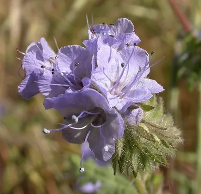 Lacy phacelia