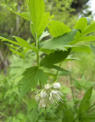 Fendler's waterleaf