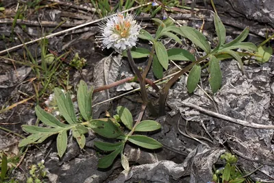 Dwarf or Ballhead Waterleaf