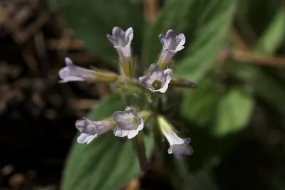 Violet draperia