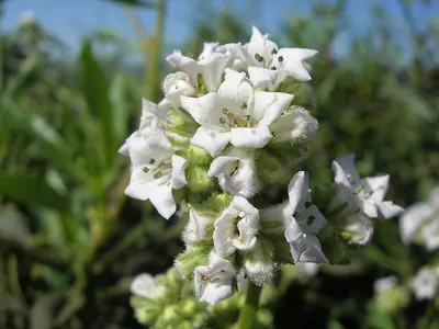 Hairy yerba santa